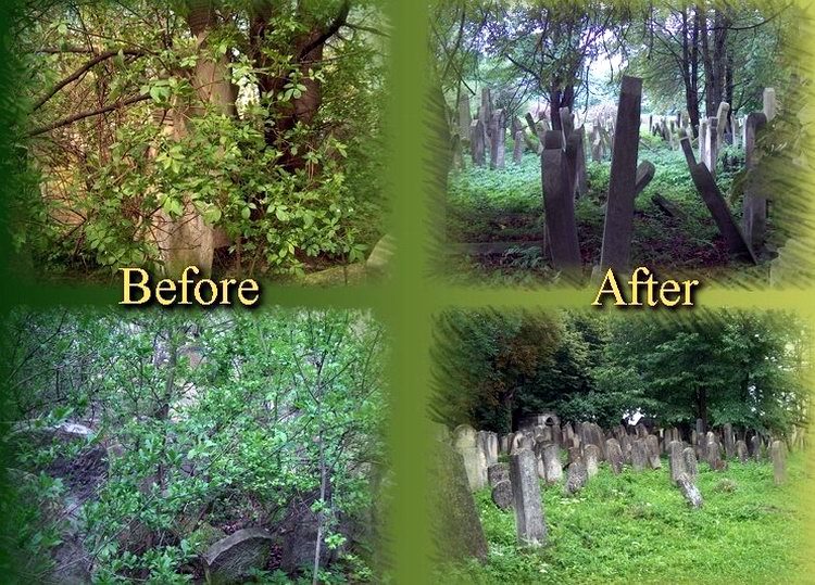 Four views: a section hidden by bushes and trees before clearing, and after